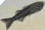Rock With Three Fossil Fish (Mioplosus) - Wyoming #211164-3